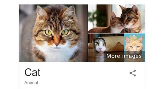 Google通过搜索栏的知识图表卡向用户展示动物相关知识